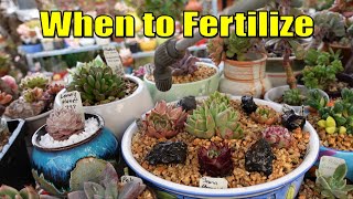 Watering amp Fertilizing New Succulents and Propagations [upl. by Rhett]