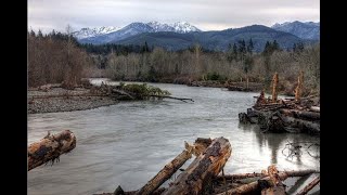 Log Jams Aid Salmon Restoration on the Elwha River [upl. by Eustacia149]