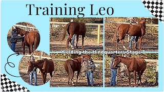 Training OTTB Leo Day 2 Fundamentals Yielding the Hindquarters Stage 1 [upl. by Ahseina]