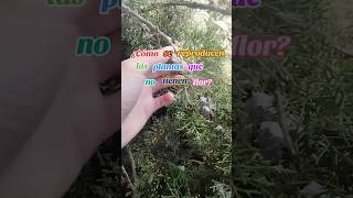 🌲¡Descubre el fascinante mundo de las gimnospermas L GARDEN DEPOTDe todo para tu huerta y jardín [upl. by Leamhsi356]