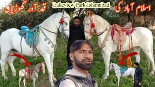 Nukri Heighted Female Horses in Lakeview Park Islamabad  Malik of Wah [upl. by Furie]