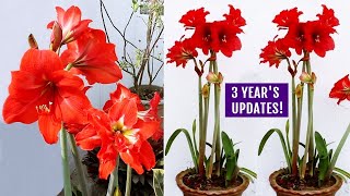 How To GROW Amaryllis RIGHT Way At RIGHT Time [upl. by Lenhart]