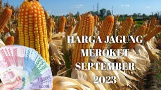 HARGA JAGUNG BULAN SEPTEMBER 2023 HARGA JAGUNG SEMAKIN NAIK [upl. by Louls]