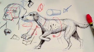 Pen and Ink Drawing Tutorials  How to draw a dog [upl. by Aikemahs528]