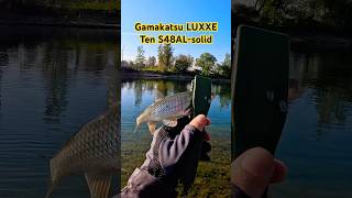 Елец на Gamakatsu LUXXE Ten S48ALsolid Мормышинг fishing рыбалка ten gamakatsu [upl. by Names458]