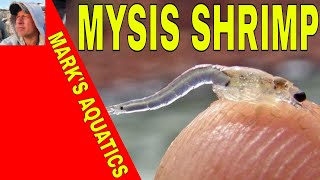 Live Mysis shrimp [upl. by Inoj]