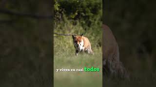 🟠¡INCREÍBLE DESCUBRE CUÁNTOS METROS SALTAN LOS ZORROS PARA ATRAPAR A SUS PRESAS🦊 shorts zorro [upl. by Roscoe]