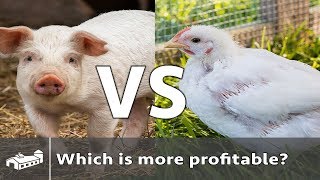 Are chickens or pigs more profitable  AMA S3E3 [upl. by Sibylla]