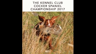 2017 Cocker Spaniel Championship  video clip [upl. by Kano]