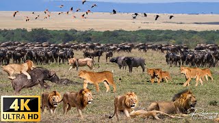 4K African Wildlife The quotSuper Epicquot Migration of African Wildlife Animals 4K With Real Sounds [upl. by Tocci674]