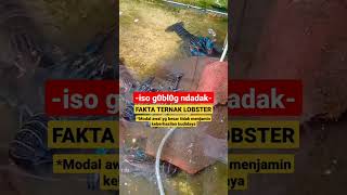 FAKTA Budidaya Lobster Air Tawar Modal Awal Ternak Lobster shorts budidaya lobsterairtawar [upl. by Iot]