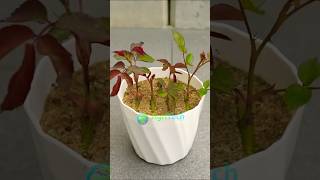 Grow Roses Easily from a Cutting [upl. by Iey]