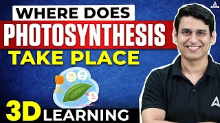 Where Does Photosynthesis Take Place Class 11  Complete Process of Photosynthesis in 3D [upl. by Lozano]