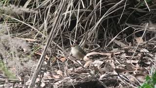 Redbacked Fairywren 11 [upl. by Forta]