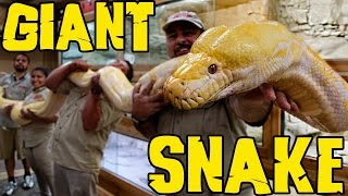 Measuring GIANT Snakes without a Snake Attack [upl. by Khan]