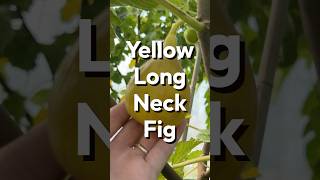 Yellow Long Neck Fig [upl. by Ahsin269]