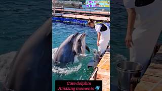 Dolphins best moment shortsfeed dolphin trendingshorts viralvideo 🙏🙏 [upl. by Angrist]