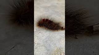 the caterpillar is very fluffy🐛 arthropods caterpillar scary shorts [upl. by Zealand136]