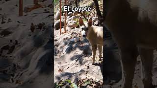 El llamado salvaje coyote dogslife firulais hund cane perros caninos dogslife mexican dog [upl. by Llet474]