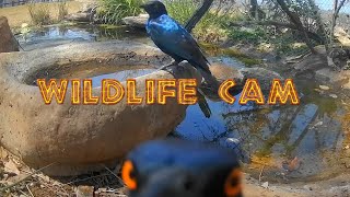 Wildlife cam 2024  Week 41  elephants new genet and pond life [upl. by Pastelki]