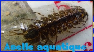 Asellus aquaticus  Linnaeus 1758  Asellidae  Aselles  01042017 [upl. by Gorga]