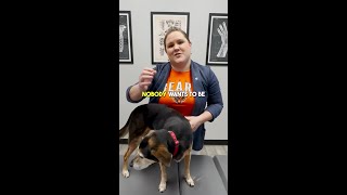 Signs of Hip Dysplasia in dogs chiropractor shorts [upl. by Saerdna374]