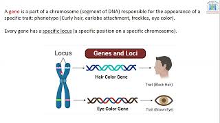 PolymorphismKaryotypeBiologyG11Lecture1 [upl. by Tharp]