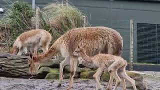 Vicuña geboren in Diergaarde Blijdorp Rotterdam [upl. by Sinclair83]