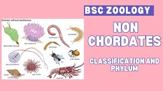 Non chordates  classification and phylum  Bsc  zoology 🪱🐛🐚🦀🦞🦐 🐌 🦋 [upl. by Amis]