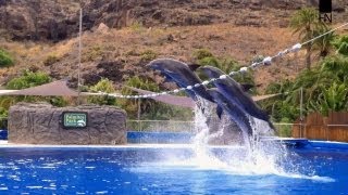 Dolphin Show  Five Dolphins perform High jumps Great speed and underwater tricks [upl. by Oberon]