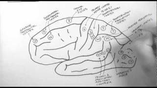 Brain Anatomy 2  Functional Cortical Anatomy Lateral Surface [upl. by Trauts]