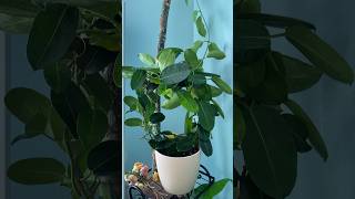 Stephanotis houseplant houseplants plantcare planthome plants youtubeshorts [upl. by Gwenette]