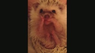 Cutest hedgehog in the world Tiny hedgehog becomes internet star [upl. by Nichols793]