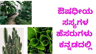 Medicinal Plants Name in Kannada ಔಷಧಿಯ ಸಸ್ಯಗಳ ಹೆಸರು ಕನ್ನಡದಲ್ಲಿ Plants Name ಸಸ್ಯಗಳ ಹೆಸರು ಕನ್ನಡದಲ್ಲಿ [upl. by Ztnahc480]