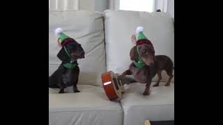 Cute dog singing￼ Feliz Navidad for Christmas￼ 😄 [upl. by Atteras]