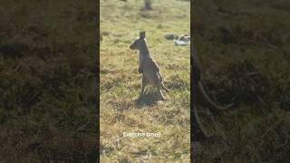 Exercise time for the roo kids cute kangaroolove kangaroo heartwarming cuddly happypaws [upl. by Ecneret932]