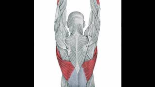 Wide Dorsal latissimus dorsi muscle dorsal [upl. by Micheal]