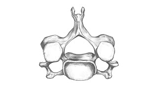 C V Vertebra Cervicalis  Superior view drawing timelapse [upl. by Tala]