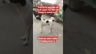 Street Dogs feeding shorts shortsfeed youtubeshorts trending dog doglover viralshorts help [upl. by Cilla]