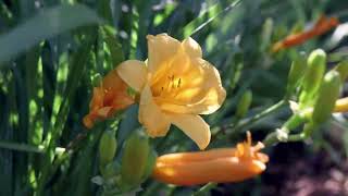 DAYLILY Hemerocallis [upl. by Trebornhoj]