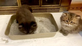 Kittens litter box Training  First time Kittens learned to use litter box [upl. by Stubstad]