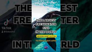 Mekong Giant Catfish Largest Freshwater Fish in the World Catfish AmazingFacts GiantCatfish [upl. by Aihtnic480]