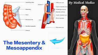 The Mesentery and Mesoappendix  Attachments and Contents  Medical Medics [upl. by Tirrag]