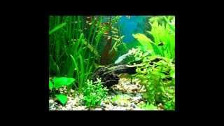 AQUARIUM JUWEL RIO 240 v EB 05 May 2012 [upl. by Yeclehc449]