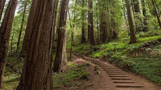 Muir Woods Giant Redwoods and Sausalito HalfDay Trip [upl. by Downes337]