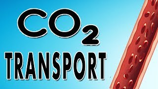 Transport of Carbon Dioxide in Blood [upl. by Yrroc471]