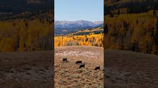 CK Ranch in Sublette County Wyoming Link Below ⬇️ [upl. by Nevin25]