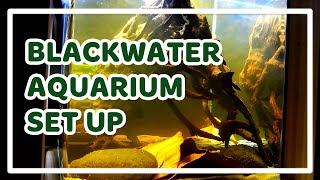 Blackwater Aquarium Setup  Tannins 101 [upl. by Loyce624]