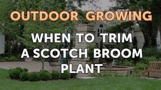 When to Trim a Scotch Broom Plant [upl. by Ilek]