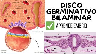 ✅DISCO GERMINATIVO BILAMINAR✅APRENDE EMBRIO📚 [upl. by Asteria]